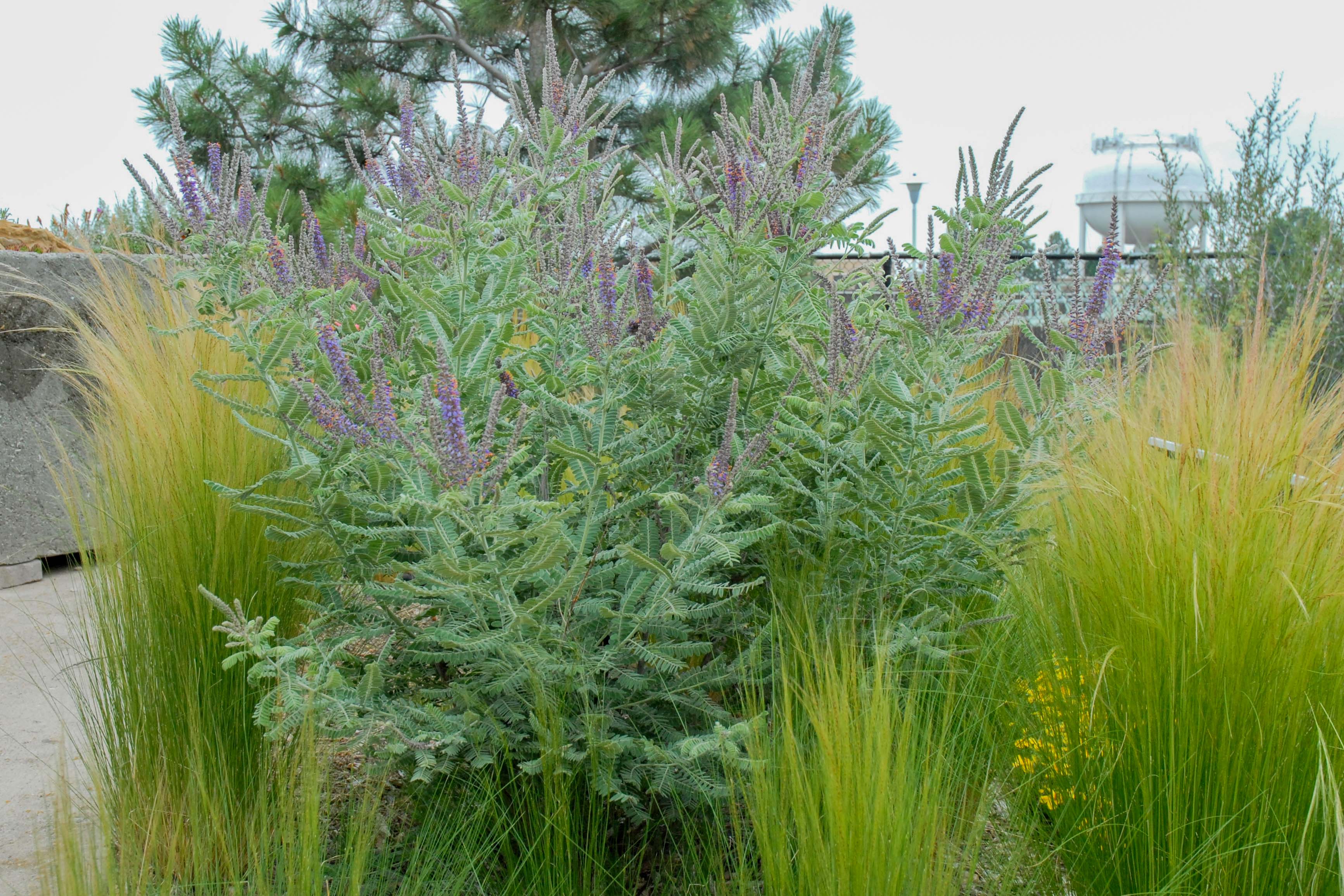 Leadplant